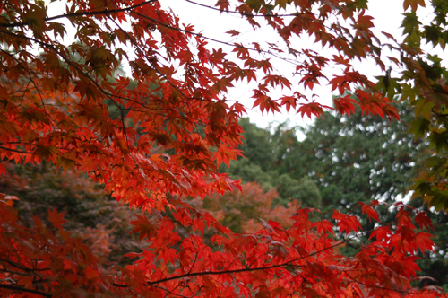 紅葉