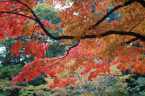 03momiji.jpg