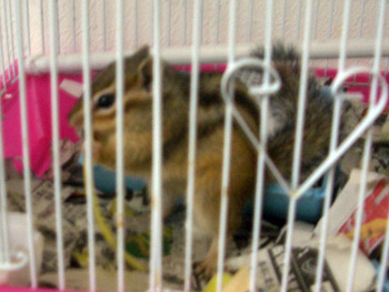 リンゴ立ち食い