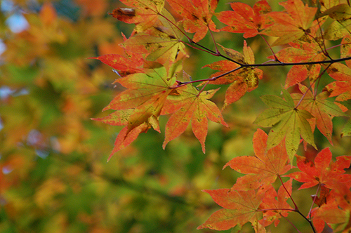 紅葉