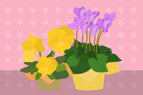 シクラメンとパンジー