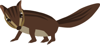 シマリスのチョコ