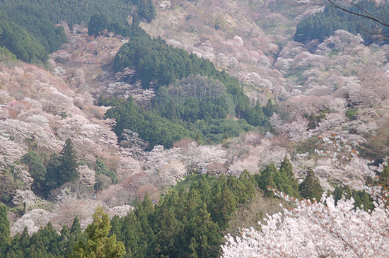 吉野中千本