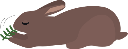 すっかり大人のうさぎになってた