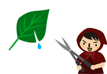 葉脈を切ると酸っぱいにおいがします