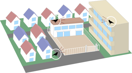 カラスが会話！