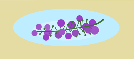 ぶどうのひどい食べ方