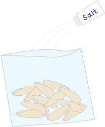 手羽肉を袋に入れて塩をしてもむ