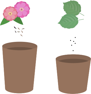 百日草と紫蘇の種