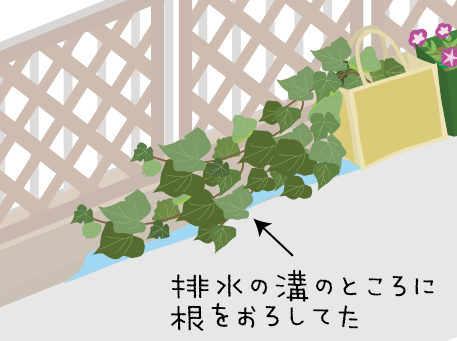 伸びたさつまいも