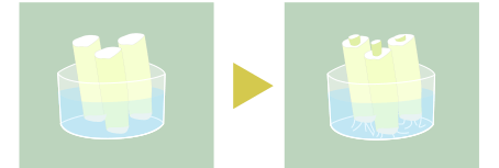 ネギを水につけてたら根が出た
