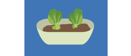 土に植え替えた