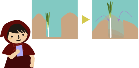 長ネギの植え方