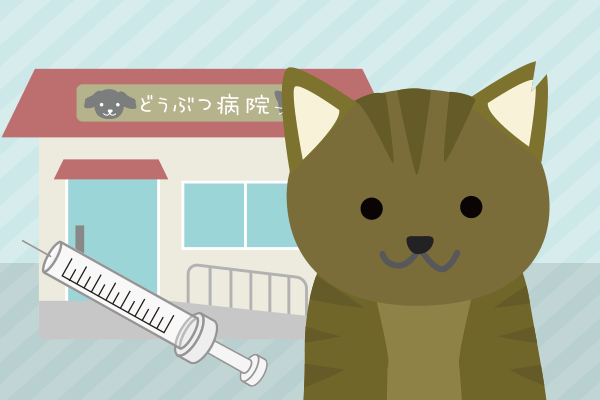 猫と動物病院