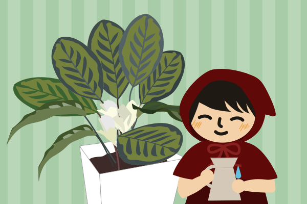 カラテアの花