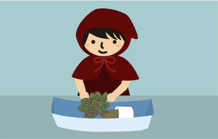 カラテアの植え替え