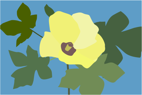 オクラの花