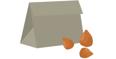 掘り上げたチューリップの球根