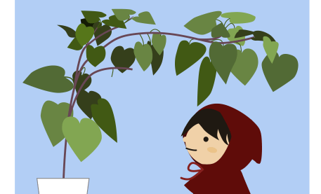 大きく育ったウンベラータを見上げる