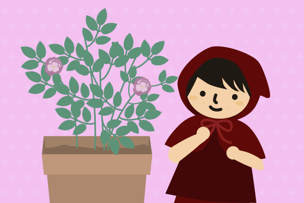 薔薇の鉢植えを見ているイラスト