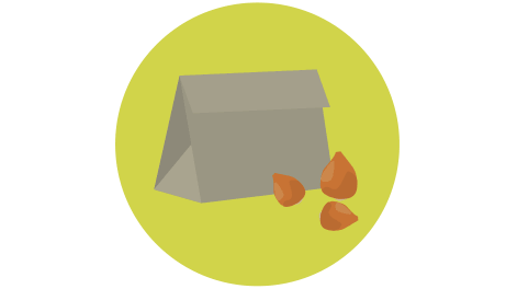 チューリップの球根のイラスト