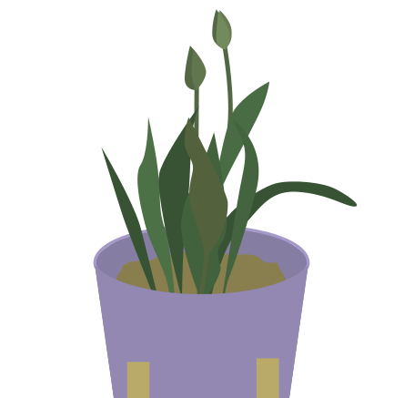 チューリップの蕾のイラスト