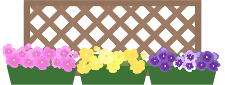 満開のパンジーのプランターのイラスト
