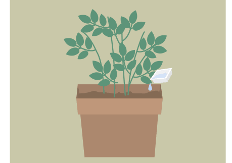 納豆の水を薔薇の鉢植えにあげる