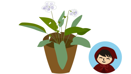 野生のスミレかも